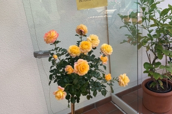 Die gelbe Zonta-Rose als Geschenk und Dank an die Past-President Marlies Mayer 2022